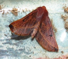 Drepanogynis villaria