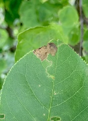 Orchestes pallicornis