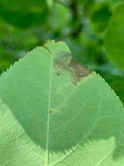 Orchestes pallicornis