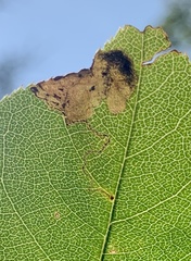 Orchestes pallicornis