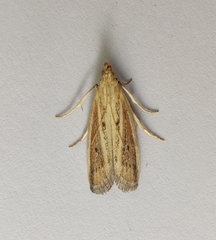 Hypsotropa unipunctella