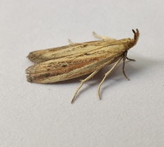 Hypsotropa unipunctella