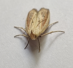 Hypsotropa unipunctella