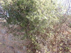 Asparagus retrofractus