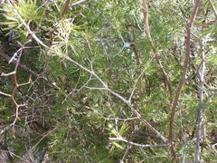 Asparagus retrofractus