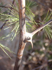 Asparagus retrofractus