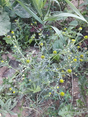 Matricaria discoidea