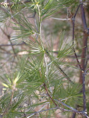 Asparagus retrofractus