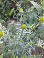 Matricaria discoidea