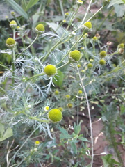 Matricaria discoidea