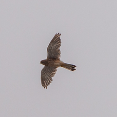 Falco tinnunculus