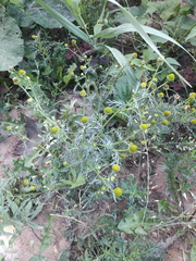 Matricaria discoidea