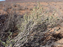 Hertia cluytiifolia