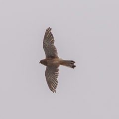 Falco tinnunculus