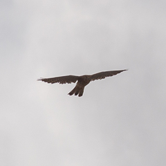 Falco tinnunculus