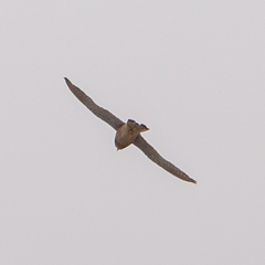 Falco tinnunculus