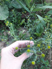Matricaria discoidea