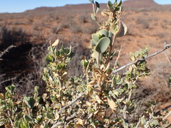 Hertia cluytiifolia