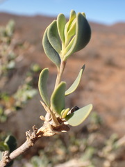 Hertia cluytiifolia
