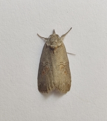 Nycteola asiatica