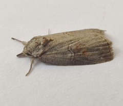 Nycteola asiatica