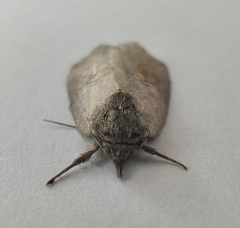 Nycteola asiatica