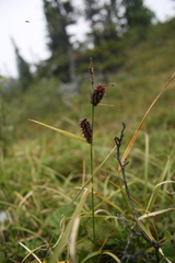 Carex membranacea