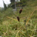 Carex membranacea - Photo (c) Heidi Kristenson,  זכויות יוצרים חלקיות (CC BY-NC), הועלה על ידי Heidi Kristenson