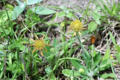 Amblyolepis setigera