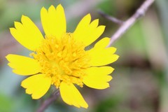 Amblyolepis setigera