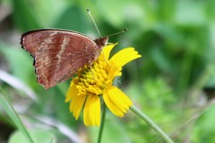 Amblyolepis setigera