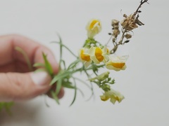 Linaria vulgaris