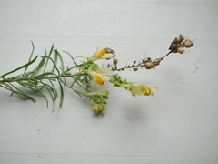 Linaria vulgaris