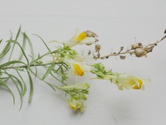 Linaria vulgaris
