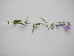 Campanula rapunculoides