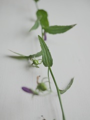 Campanula rapunculoides