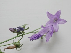 Campanula rapunculoides