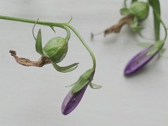 Campanula rapunculoides