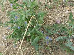 Anchusa pusilla