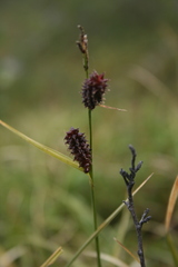 Carex membranacea