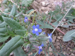 Anchusa pusilla