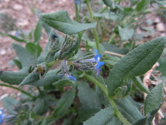 Anchusa pusilla