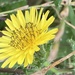 Helminthotheca echioides - Photo (c) cobweb2，保留部份權利CC BY-NC