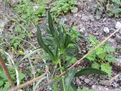 Antirrhinum majus