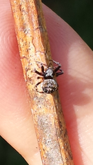 Araneus acuminatus
