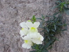 Antirrhinum majus