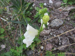 Antirrhinum majus