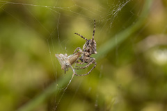 Gibbaranea bituberculata