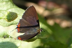 Heliophorus epicles
