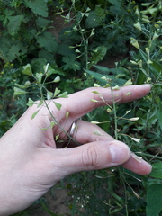 Capsella bursa-pastoris